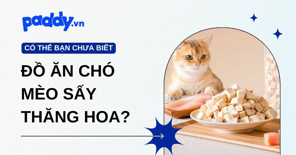 Sen biết gì về đồ ăn chó mèo sấy thăng hoa?