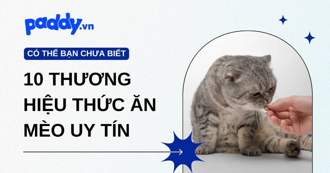 Top 10 thương hiệu thức ăn cho mèo uy tín Sen nên biết năm 2026