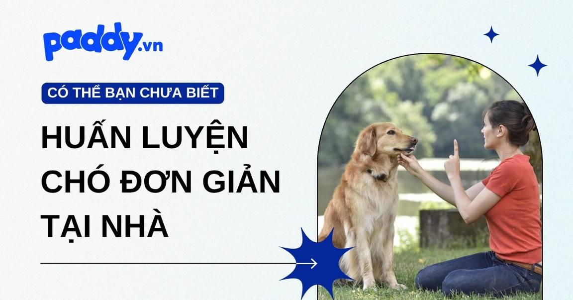 Tổng hợp các bài huấn luyện chó đơn giản tại nhà