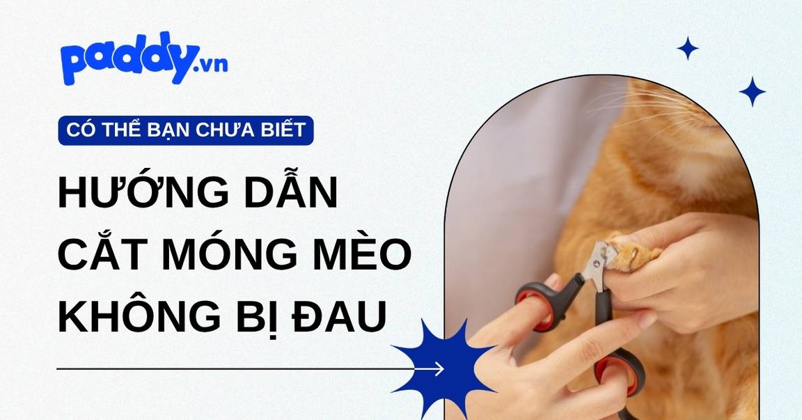 Hướng dẫn cắt móng mèo không bị đau
