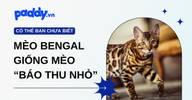 Khám phá mèo Bengal: Giống mèo “báo thu nhỏ” và cách chăm sóc đúng chuẩn