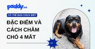 Sen biết gì về chó 4 mắt? Đặc điểm, ý nghĩa dân gian và cách chăm chuẩn
