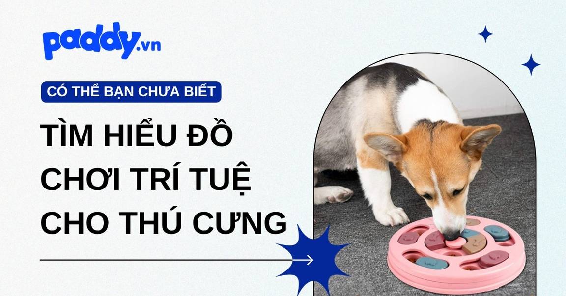 Tìm hiểu đồ chơi trí tuệ cho thú cưng