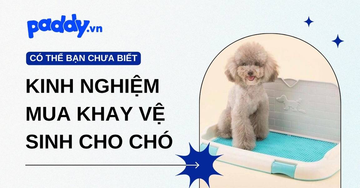 Kinh nghiệm mua khay vệ sinh cho chó mà sen cần biết