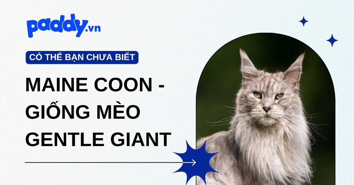 Mèo Maine Coon - Giống mèo “gentle giant”