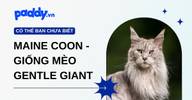 Mèo Maine Coon - Giống mèo “gentle giant”