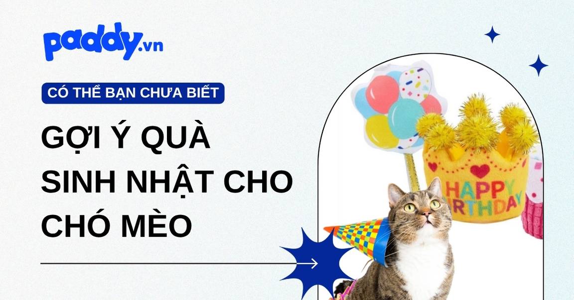 Gợi ý các món quà tặng cho chó mèo vào dịp sinh nhật