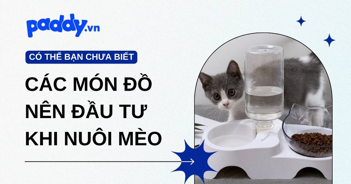 Các món đồ đáng tiền Sen nên đầu tư khi nuôi mèo