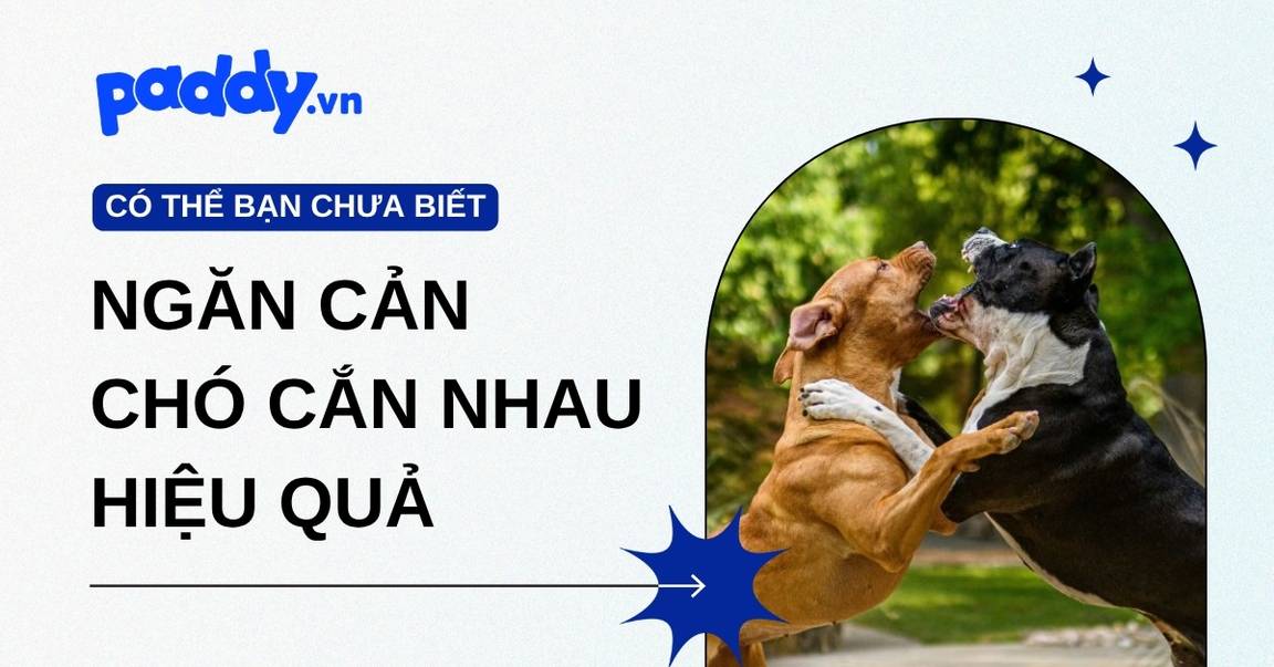 Nguyên nhân chó cắn nhau và cách ngăn cản hiệu quả
