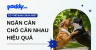 Nguyên nhân chó cắn nhau và cách ngăn cản hiệu quả