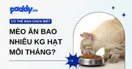 Mèo ăn bao nhiêu kg hạt mỗi tháng?
