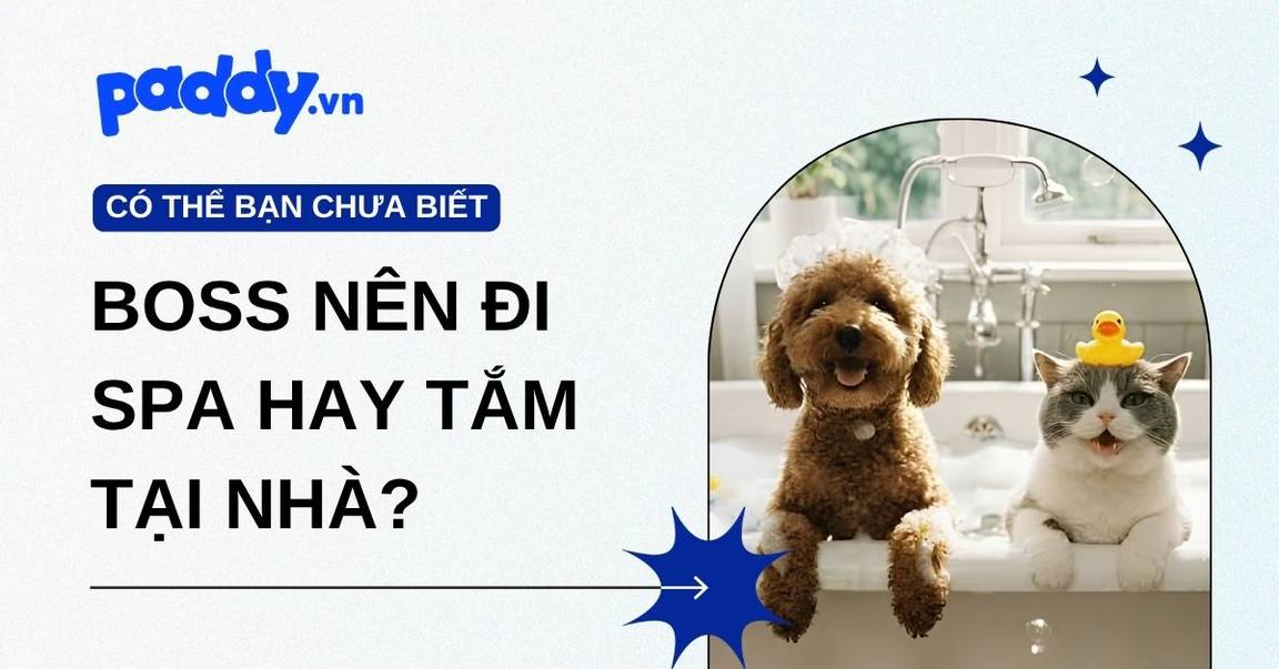 Boss Nên Đi Spa Hay Tắm Tại Nhà?