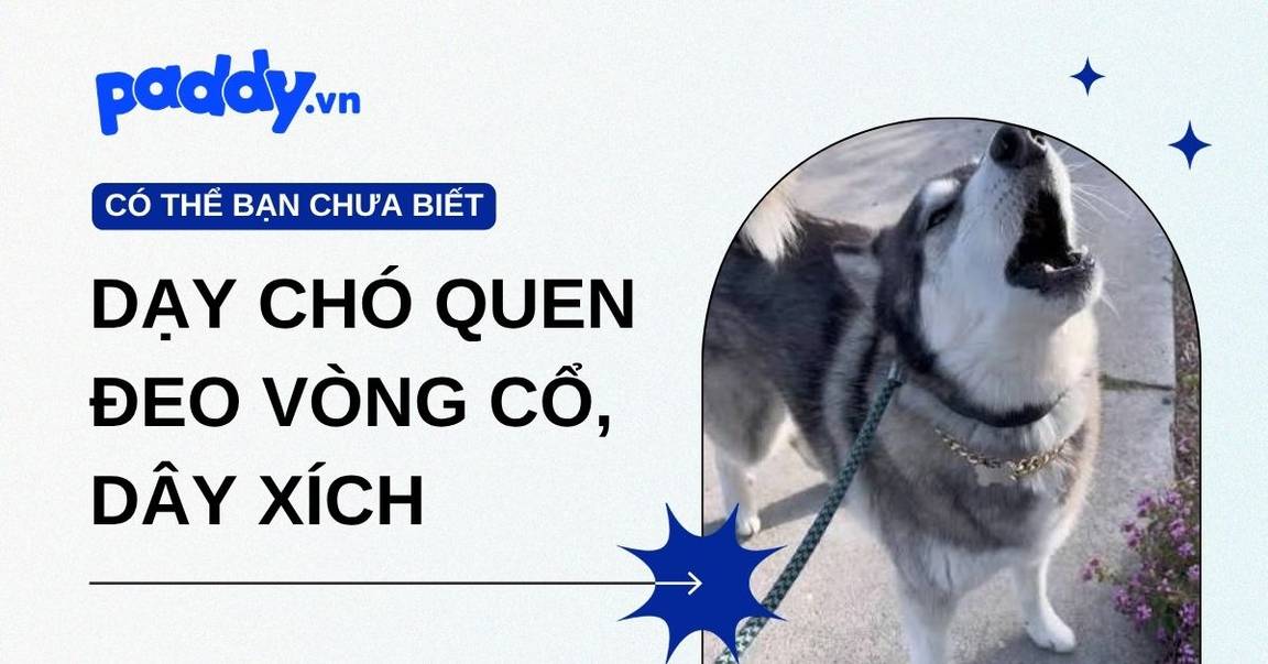 Dạy Chó Quen Đeo Vòng Cổ, Dây Xích