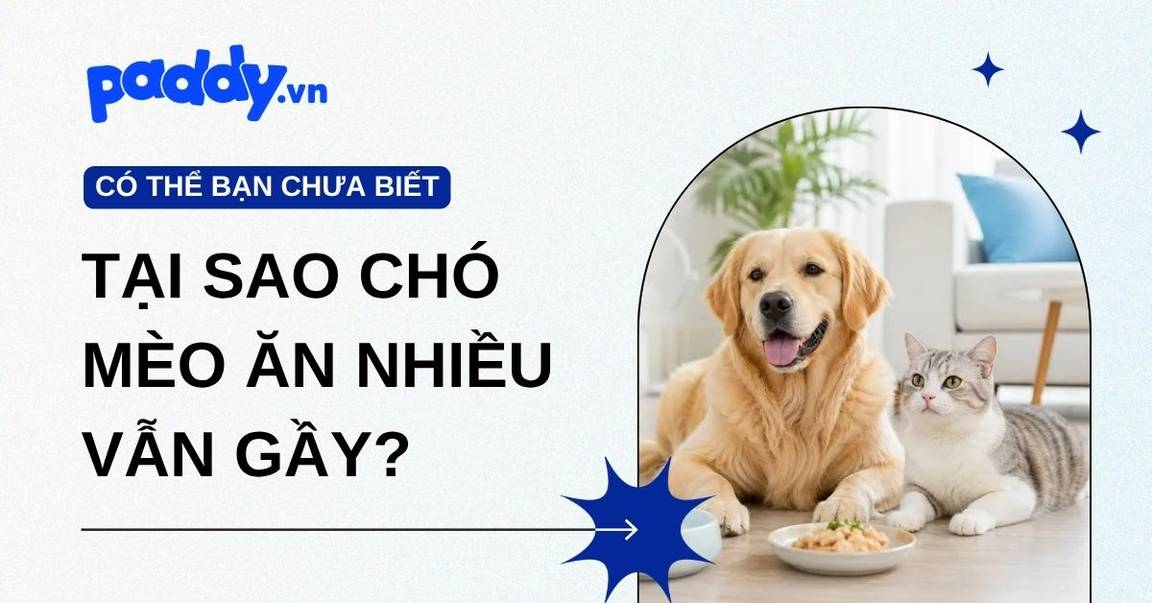 Tại Sao Chó Mèo Ăn Nhiều Nhưng Vẫn Gầy? Nguyên Nhân & Cách Xử Lý