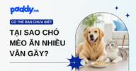 Tại Sao Chó Mèo Ăn Nhiều Nhưng Vẫn Gầy? Nguyên Nhân & Cách Xử Lý