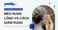 Mèo Rụng Lông Theo Mùa - Cách Giảm Rụng