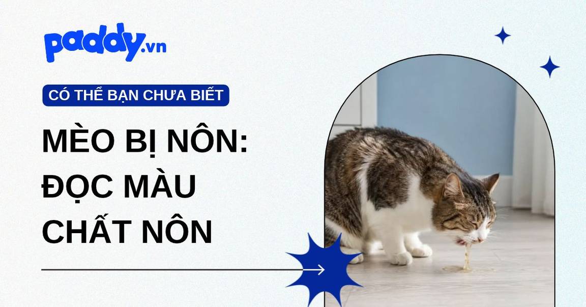 Mèo Bị Nôn: Đọc Màu Chất Nôn Để Biết Tự Xử Hay Đi Thú Y