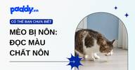 Mèo Bị Nôn: Đọc Màu Chất Nôn Để Biết Tự Xử Hay Đi Thú Y