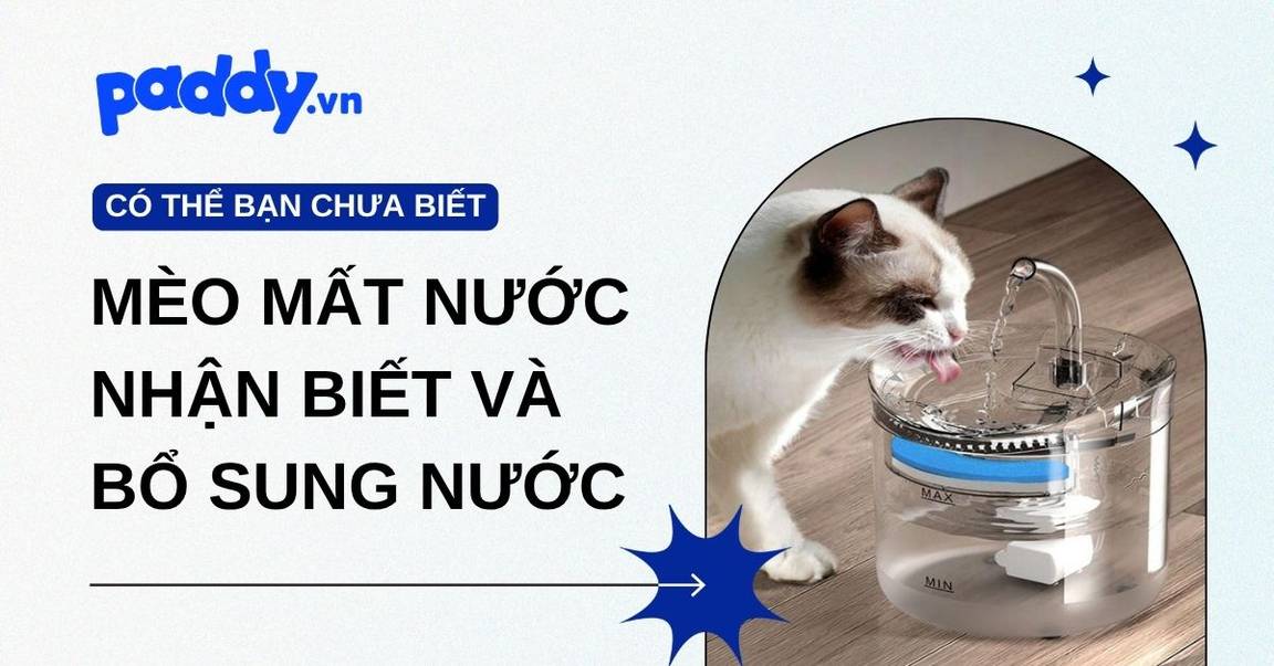 Dấu hiệu mèo mất nước và mèo uống bao nhiêu nước là đủ?