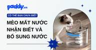 Dấu hiệu mèo mất nước và mèo uống bao nhiêu nước là đủ?